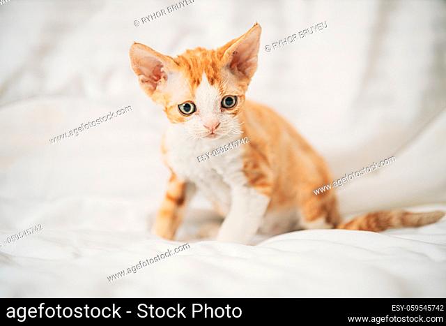 Funny Curious Young Red Ginger Devon Rex Kitten Sitting At Home Sofa. Short-haired Cat Of English Breed