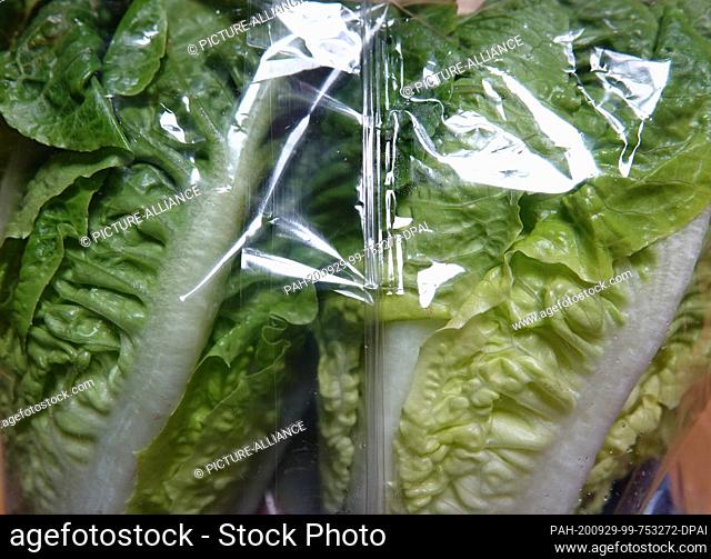 26 September 2020, Berlin: Salad is wrapped in foil. Photo: Alexandra Schuler/dpa. - Berlin/Berlin/Germany