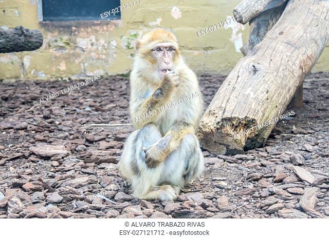 Macaca sylvanus, Barbary macaque