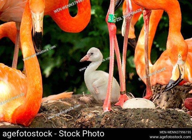 Zookeepers at ZSL Whipsnade Zoo are celebrating the arrival of four, fluffy, flamingo chicks, after the eggs spent a month in an incubator to ensure their...