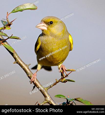 European Greenfinch ( Carduelis chloris ), male bird, perched on a thorny branch, watching around attentively, frontal view, wildlife, Europe
