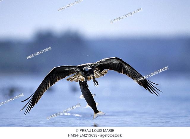 France, Maine et Loire, Anjou, Regional Natural Park of Loire Anjou Touraine, listed as World Heritage by UNESCO, osprey, Pandion haliaetus, fishing