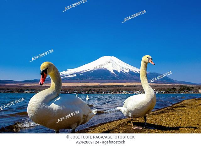 Japan, Yamanakako Lake, Swans