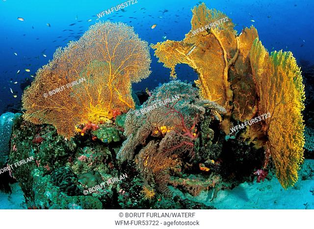 Giant Seafan on Reef, Anella mollis, Similan Islands, Thailand