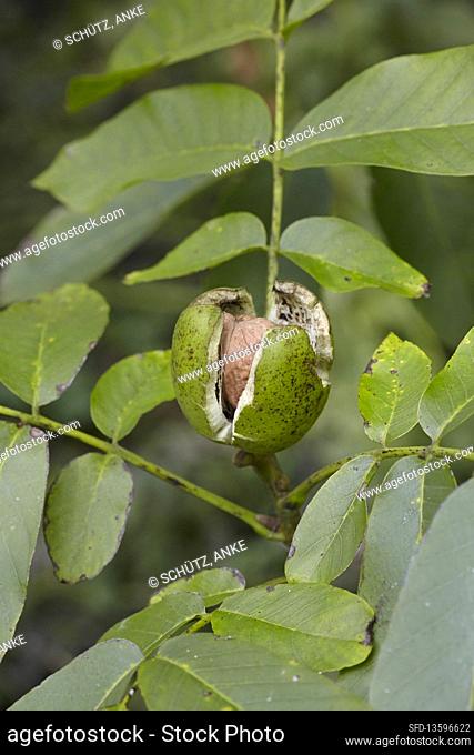Walnut in shell hanging on the tree