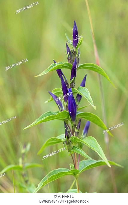 Willow gentian (Gentiana asclepiadea), blossoms with eggs of the Alcon Blue, Germany, Bavaria, Staffelseemoore