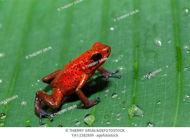 Costa Rica. National park of Tortuguero, Strawberry poison-dart frog Oophaga pumilio