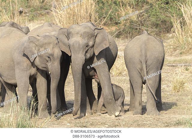 Asia, India, Uttarakhand, Jim Corbett National Park, Asian or Asiatic elephant (Elephas maximus), Group of females with a new born baby