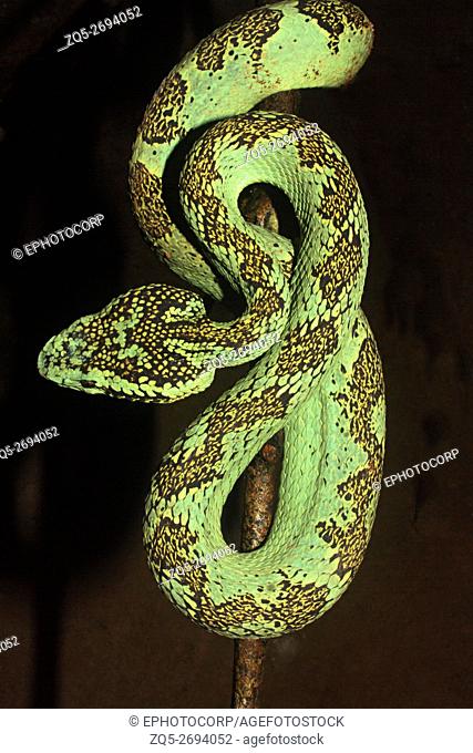 Name: Malabar Pit Viper (Trimeresrus malabaricus Location: Amboli, Maharashtra