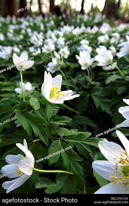 Germany, Bed of blooming wood anemones (Anemone nemorosa)