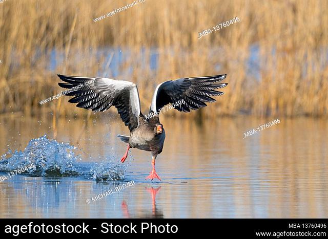 Starting greylag goose (Anser anser) on a pond, March, Hesse, Germany