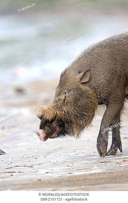 Bornean bearded pig Sus barbatus , looking for food on a soily  plain shaded by trees, Stock Photo, Picture And Rights Managed Image. Pic.  BWI-BS267069 | agefotostock