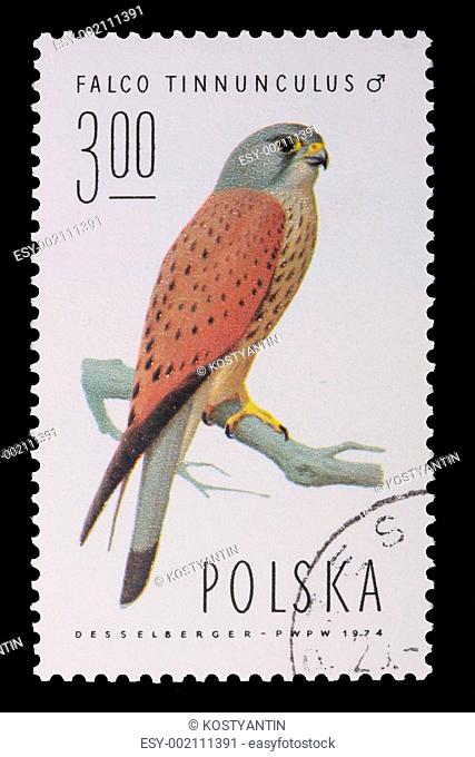 Poland - CIRCA 1974: A stamp - Falco Tinnunculus