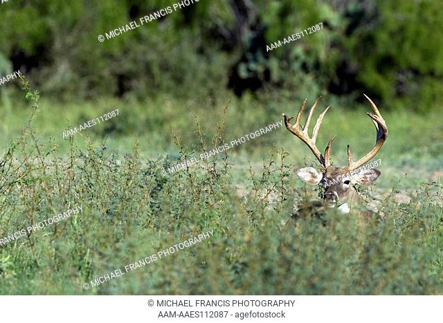 White-tailed Deer (Odocoileus virginianus) alert buck portrait during fall Santa Margarita Ranch Cotulla, Texas