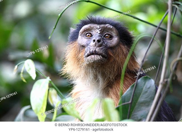 portrait of a Western Red Colobus, Piliocolobus badius, sitting between plants in forest, The Gambia