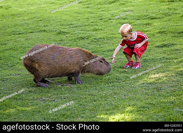 YOUNG WITH CAPYBARA hydrochoeris hydrochaeris, CERZA ZOOLOGICAL PARK IN NORMANDY