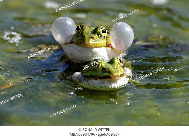 edible frogs, Rana lessonae, combination