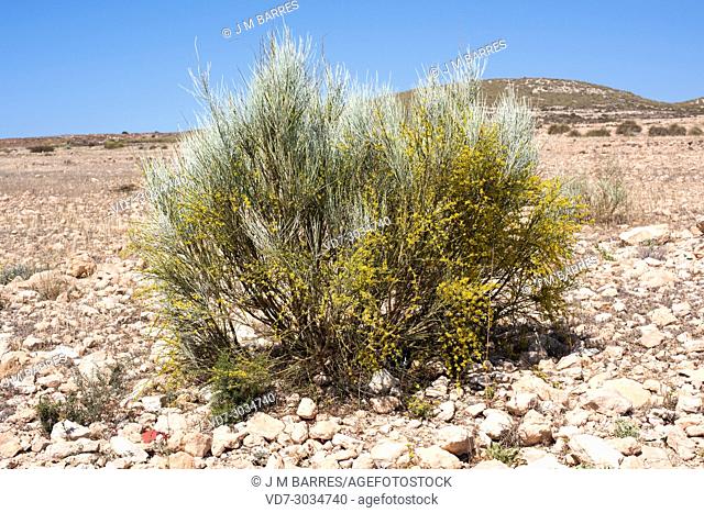 Retama amarilla (Retama sphaerocarpa) is a medicinal shrub native to Iberian Peninsula and north Africa. This photo was taken in Cabo de Gata Natural Park