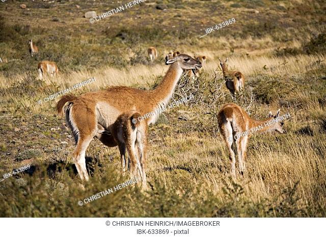 Guanacos (Lama guanicoe), National Park Torres del Paine, Patagonia, Chile, South America