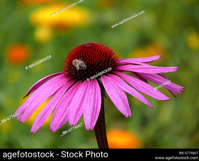Summer flowers, Perennials, Herbaceous garden, Medicinal plant : purple cone flower (Echinacea purpurea)