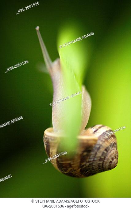 snail hanging on upside down
