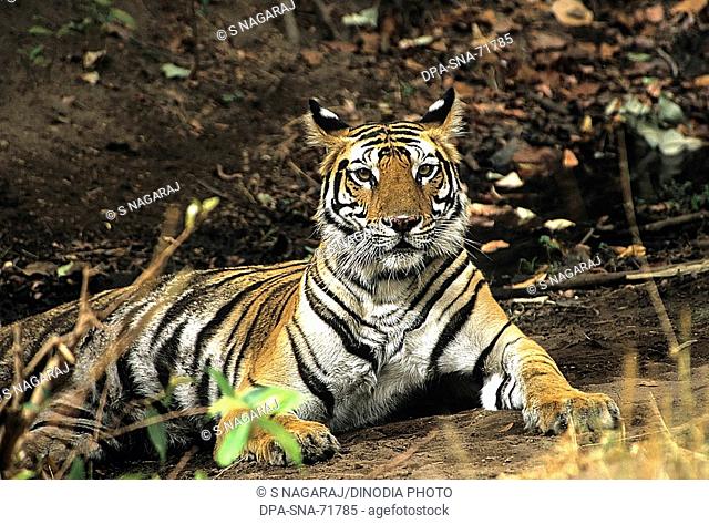 Tiger sitting Panthera tigris , Bandhavgarh National Park , Madhya Pradesh , India