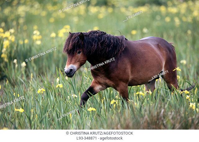 Horse (Equus caballus). Texel, Netherlands