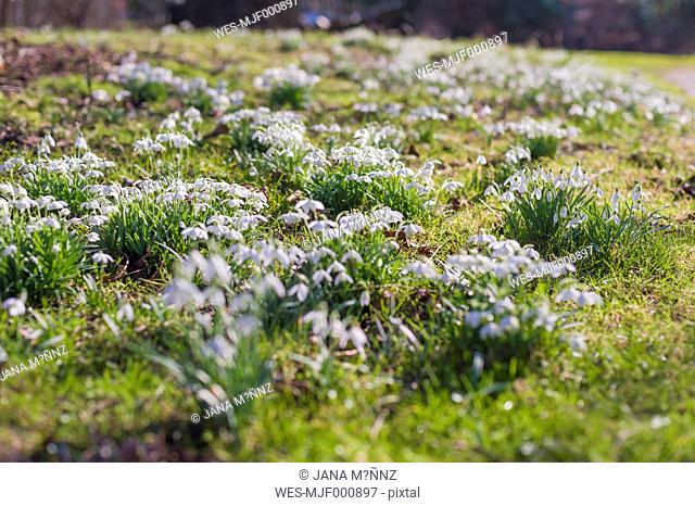 Germany, Mecklenburg-Western Pomerania, Ruegen, meadow with snowdrops (Galanthus)