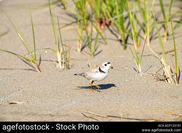 Piping plover (Charadrius melodus)
