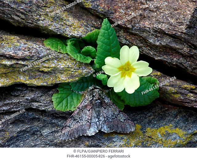 Oak Beauty (Biston strataria) adult male, roosting on Common Primrose (Primula vulgaris) growing on drystone wall, Cannobina Valley, Italian Alps, Piedmont