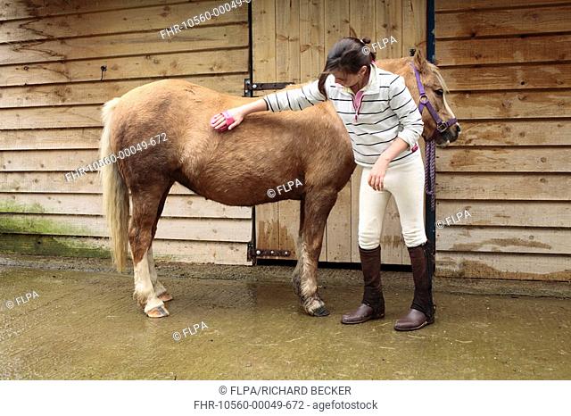 Welsh Pony, with girl owner grooming coat, outside stables, Powys, Wales