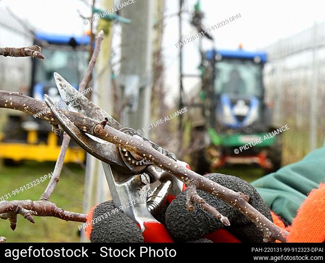 27 January 2022, Saxony, Ablaß, Mügeln, Dürrweitzschen: In a plantation of Ablasser Obstgarten GmbH, an employee checks a side shoot of an apple tree with a...