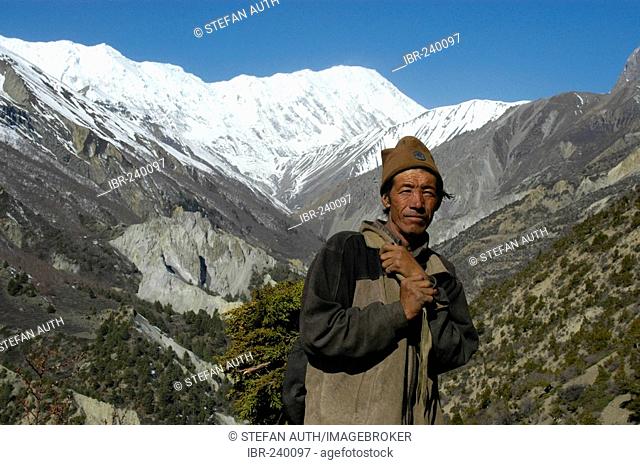 Man carries branches valley of the Khangsar Khola with ice-capped mountains in the background Annapurna Region Nepal