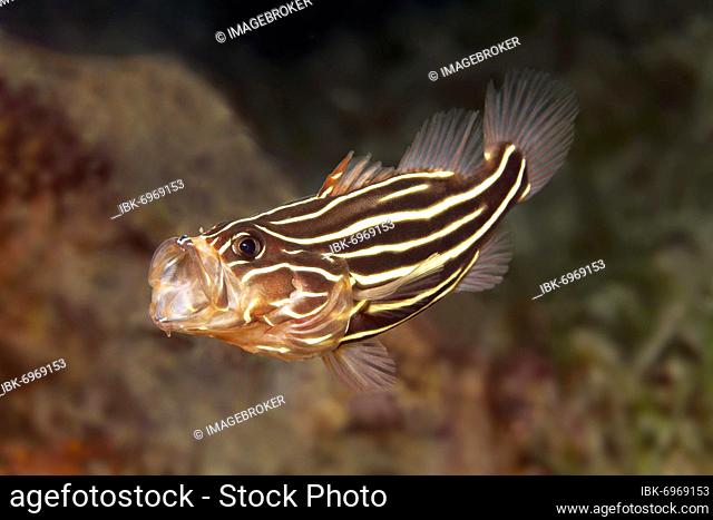 Six-lined soapfish (Grammistes sexlineatus) with open mouth, Red Sea, Fury Shoals, Egypt, Africa