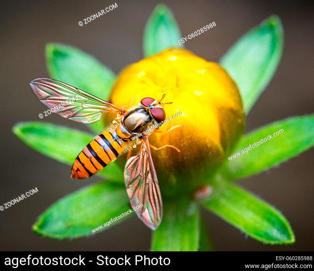 Macro shot of a bee on a flower bud