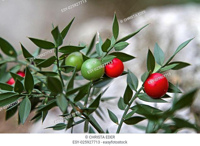 the blazing mäusedorn is an evergreen shrub of the toxic high half in autumn berry fruit brings forth