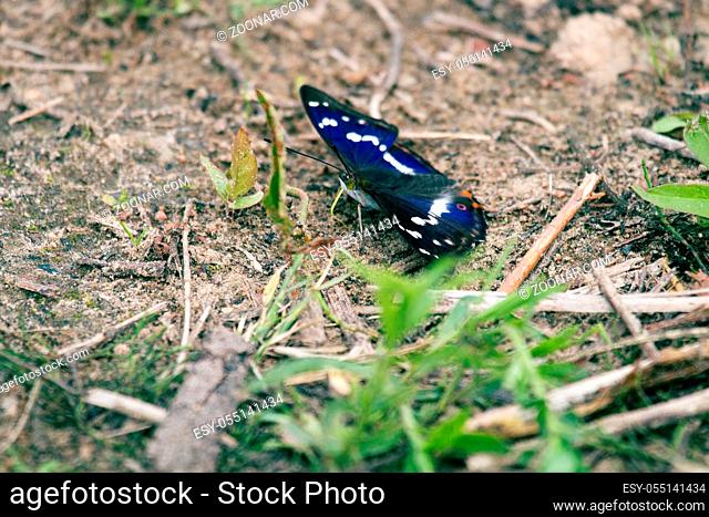 Purple emperor (Apatura iris) drinks water (sucks moisture) on wet coastal soil. The color of the butterfly shimmers depending on the shooting angle
