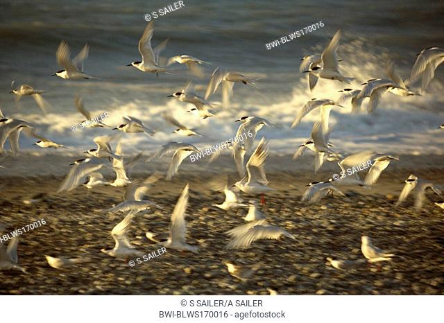 white-fronted tern Sterna striata, flight taking off from the beach at sunset, New Zealand, Southern Island, Westland National Park, Gillespies Beach