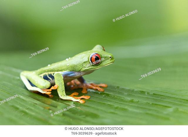 Red-eyed tree frog, Agalychnis callidryas, climbing on a leaf. Costa Rica