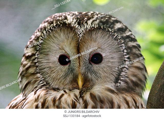 ural owl - portrait / Strix uralensis