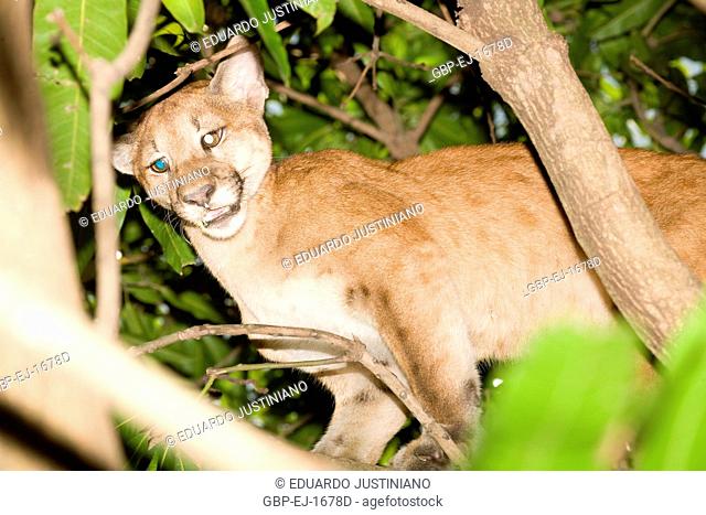 Puma (Puma concolor) Burrowed, Aquidauana, Mato Grosso do Sul, Brazil