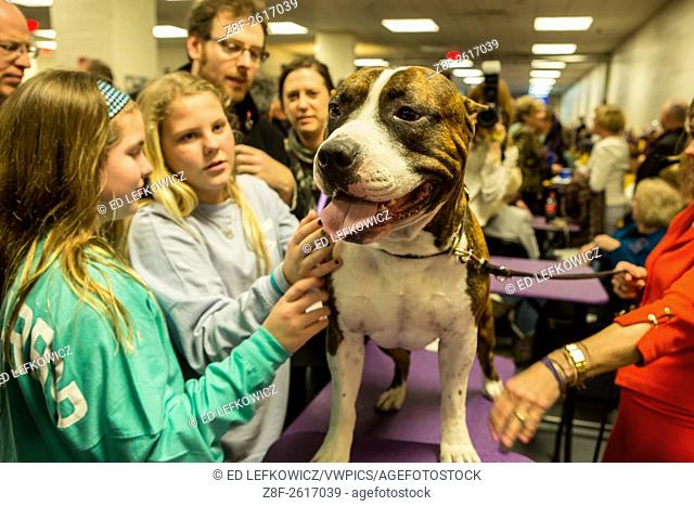 New York, NY - 16 February 2016. Louie, an American Staffordshire terrier, with admirers in the benching area of the 140th Westminster Kennel Club Dog show in...