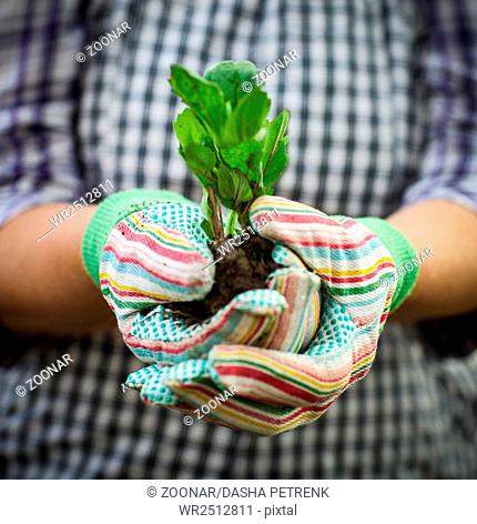 Senior woman planting a seedling in the garden
