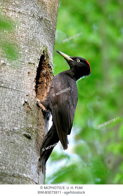 black woodpecker (Dryocopus martius), at tree hole, Austria