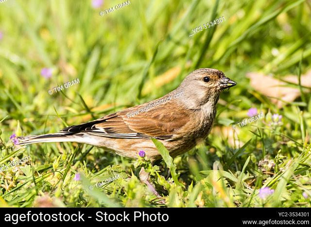 A male Linnet (Carduelis cannabina) in the Uk