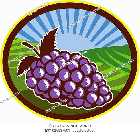 Illustration of a bunch of grapes set inside oval shape with farm vineyard and sunburst in the background done in retro woodcut style