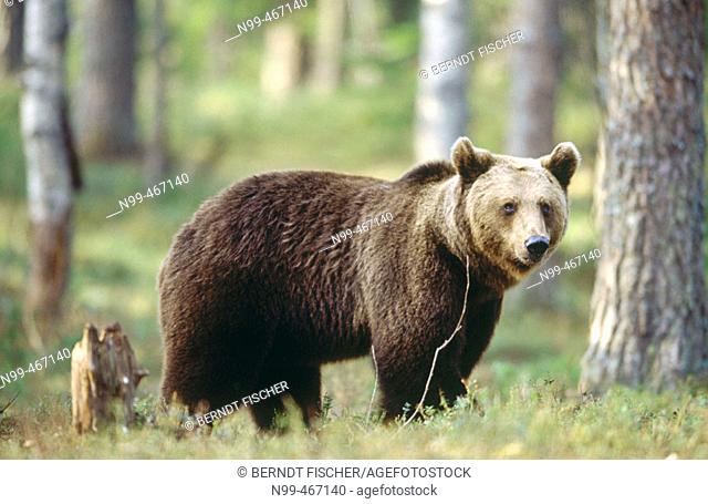 Brown near (Ursus arctos). Standing in the forest. Pine forest. Carelia. Finland