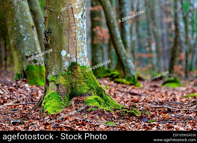 Mossy trunks of a beech tree in the forest. Trees in deciduous forest. Spring season