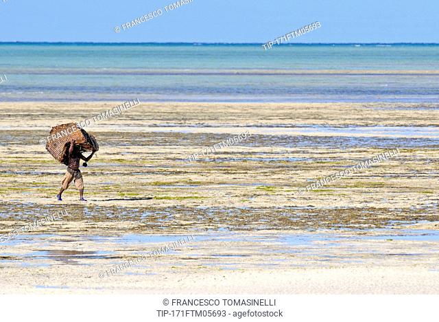 Africa, Mozambique, Quirimbas national Park, local man collecting shells on low tide