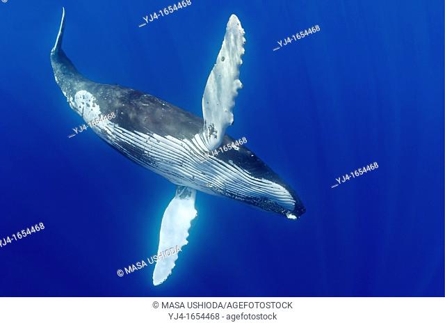 humpback whale, Megaptera novaeangliae, extending pectoral fins, Hawaii, USA, Pacific Ocean